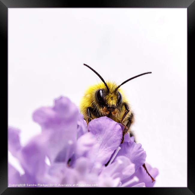 Male early Bumble Bee Framed Print by Sandra Pledger