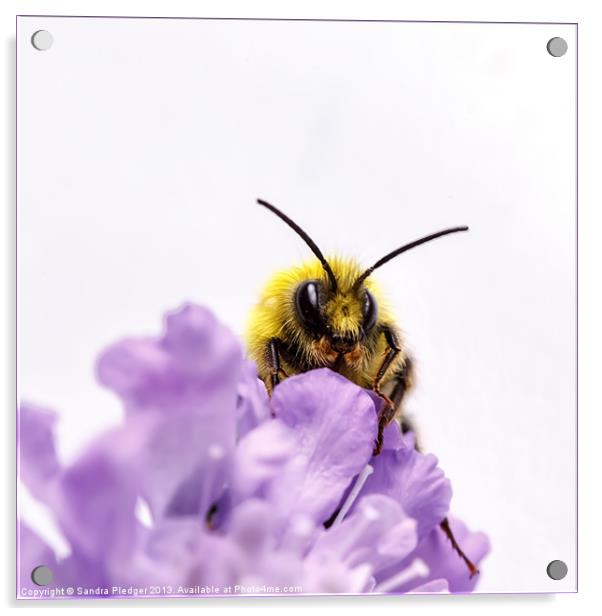 Male early Bumble Bee Acrylic by Sandra Pledger