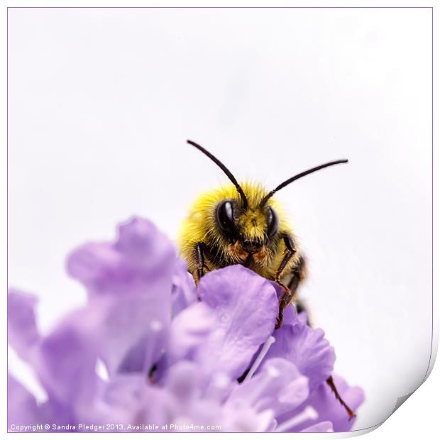 Male early Bumble Bee Print by Sandra Pledger