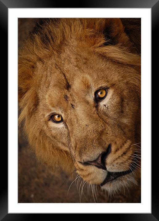 Lion Face Framed Mounted Print by Monika Nakládalová