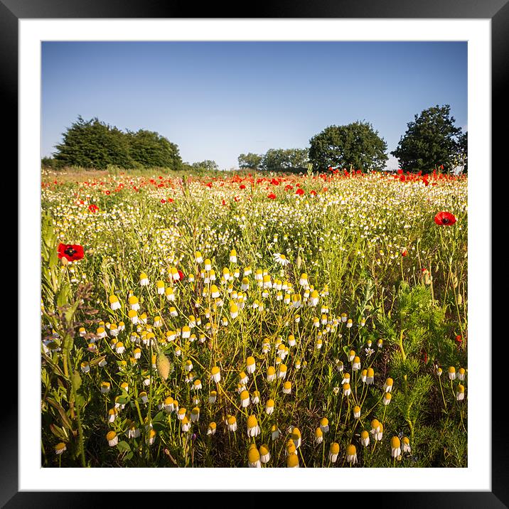 Poppied and Daisies Framed Mounted Print by Stephen Mole