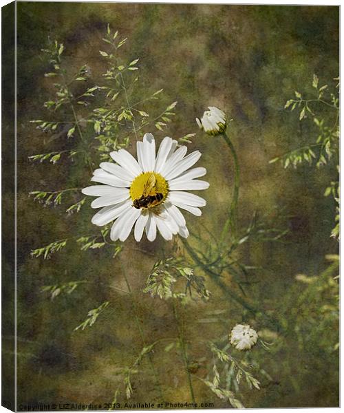 Oxeye Daisy Canvas Print by LIZ Alderdice