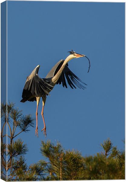 Heron flying in with twig Canvas Print by Izzy Standbridge