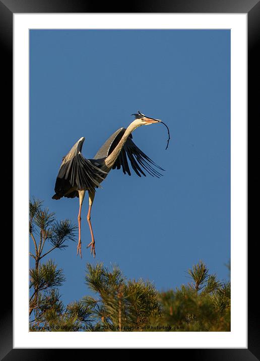 Heron flying in with twig Framed Mounted Print by Izzy Standbridge
