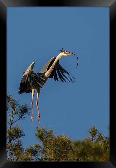 Heron flying in with twig Framed Print by Izzy Standbridge