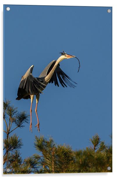 Heron flying in with twig Acrylic by Izzy Standbridge