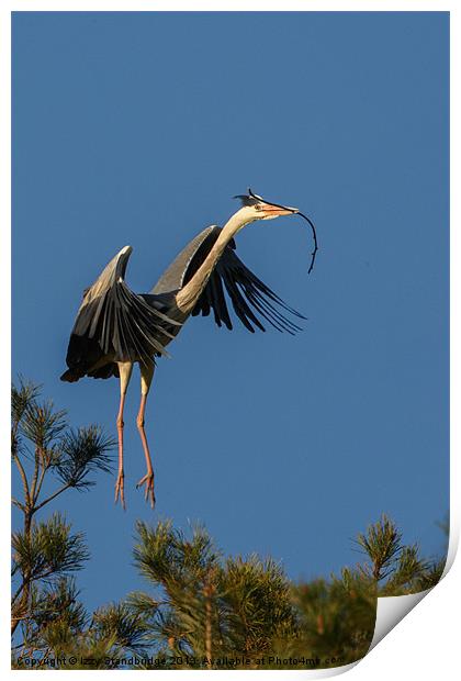 Heron flying in with twig Print by Izzy Standbridge