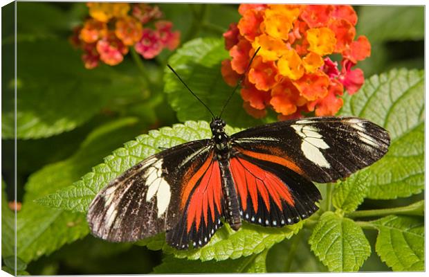 Butterfly Canvas Print by Thomas Schaeffer