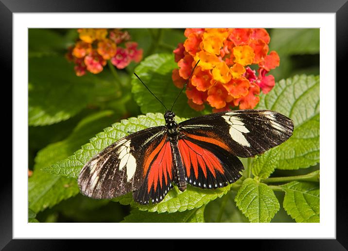 Butterfly Framed Mounted Print by Thomas Schaeffer
