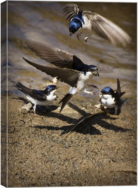HOUSE MARTINS IN THE MUD Canvas Print by Anthony R Dudley (LRPS)
