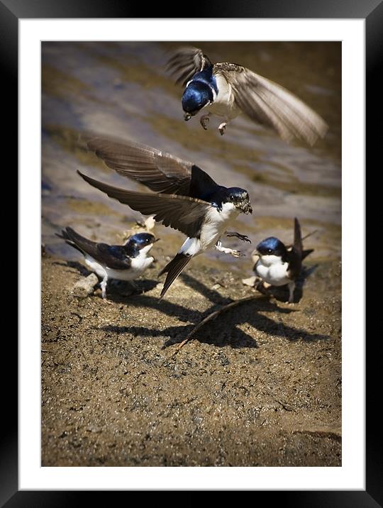 HOUSE MARTINS IN THE MUD Framed Mounted Print by Anthony R Dudley (LRPS)