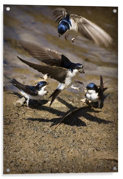 HOUSE MARTINS IN THE MUD Acrylic by Anthony R Dudley (LRPS)
