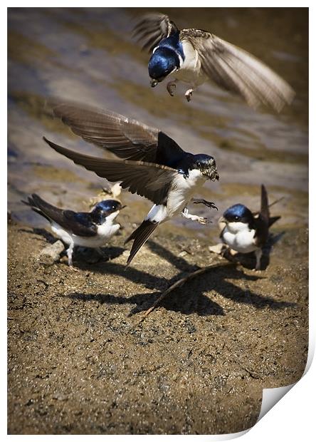 HOUSE MARTINS IN THE MUD Print by Anthony R Dudley (LRPS)