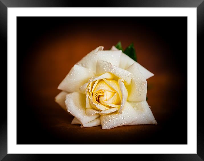 White Rose Framed Mounted Print by Mark Llewellyn