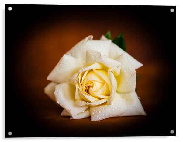 White Rose Acrylic by Mark Llewellyn