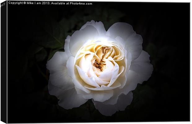 White rose on black background Canvas Print by Thanet Photos