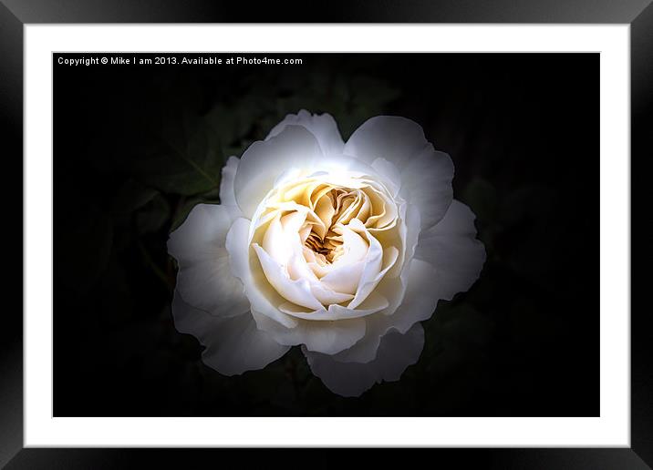 White rose on black background Framed Mounted Print by Thanet Photos