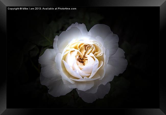 White rose on black background Framed Print by Thanet Photos