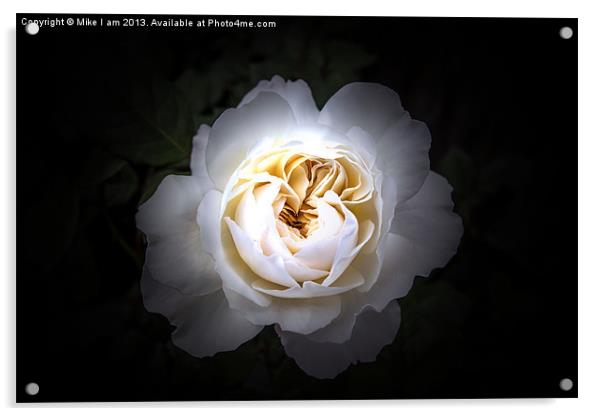 White rose on black background Acrylic by Thanet Photos