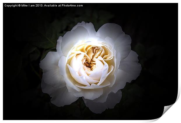 White rose on black background Print by Thanet Photos