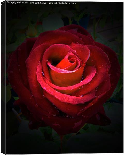 Red Rose on black background Canvas Print by Thanet Photos
