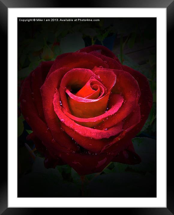 Red Rose on black background Framed Mounted Print by Thanet Photos
