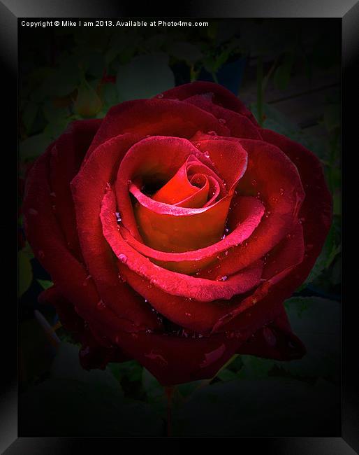 Red Rose on black background Framed Print by Thanet Photos