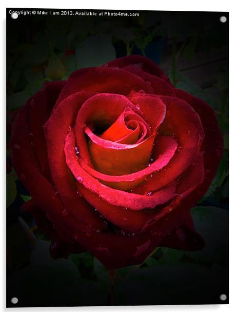 Red Rose on black background Acrylic by Thanet Photos