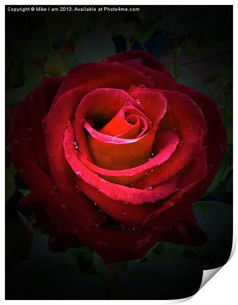 Red Rose on black background Print by Thanet Photos