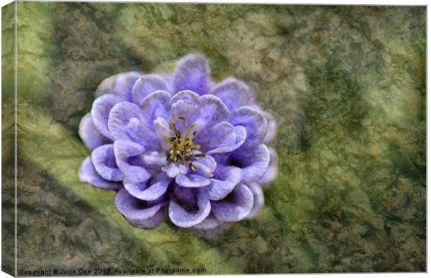 Aquilegia On Marble Canvas Print by Julie Coe