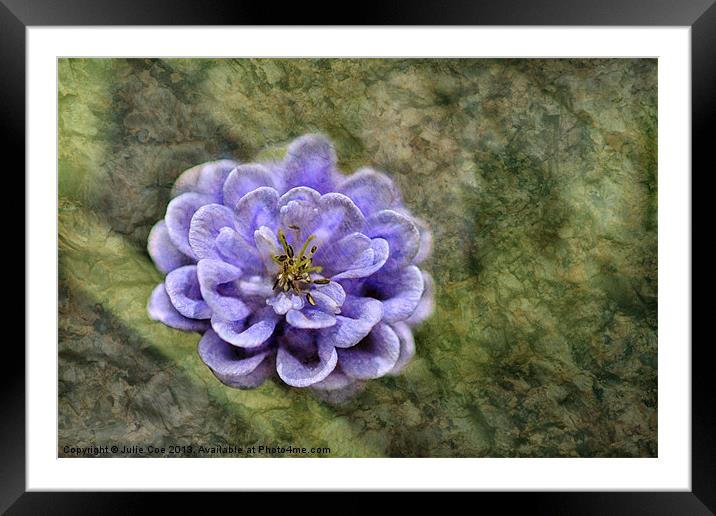 Aquilegia On Marble Framed Mounted Print by Julie Coe