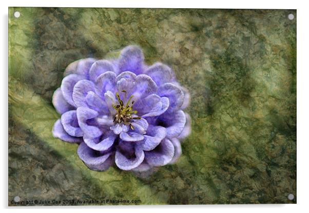 Aquilegia On Marble Acrylic by Julie Coe