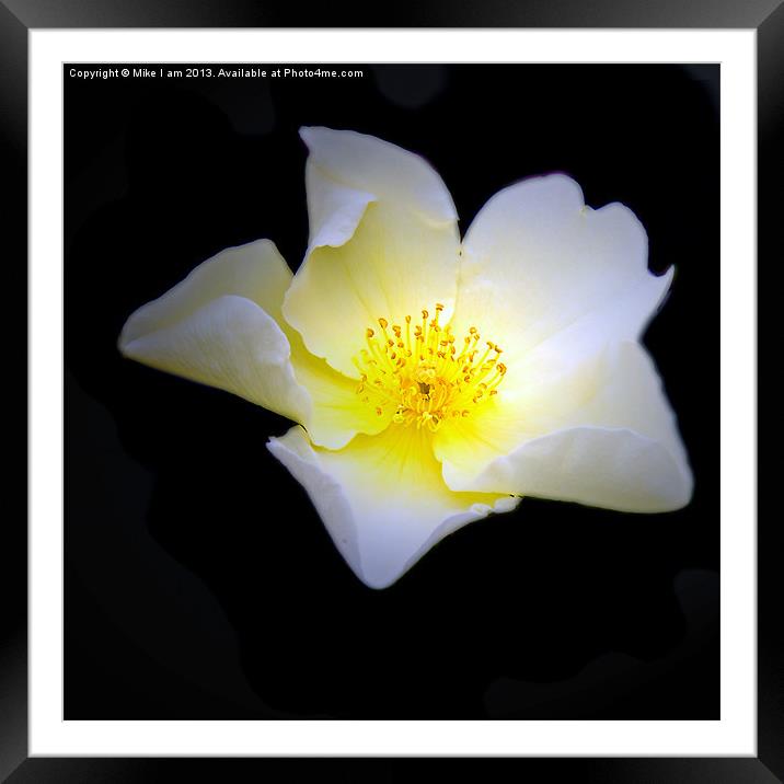 Rose Framed Mounted Print by Thanet Photos