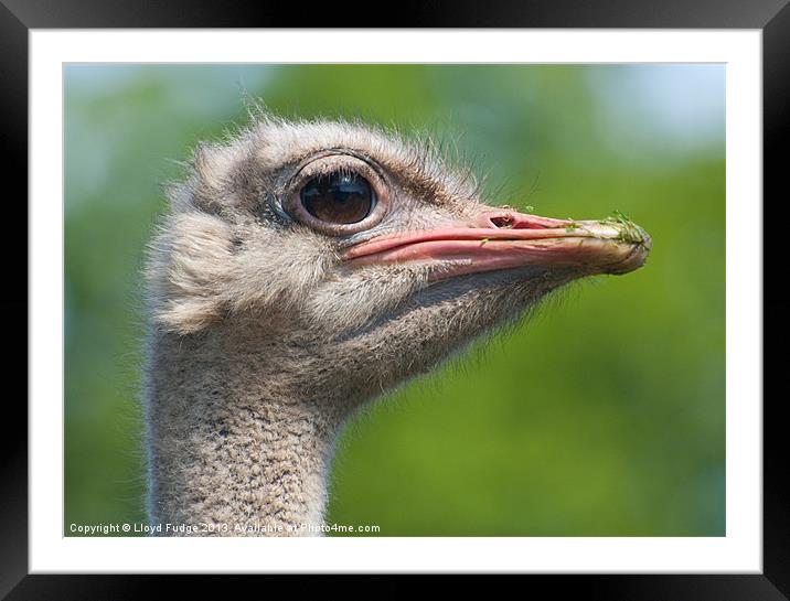 profile of ostrich Framed Mounted Print by Lloyd Fudge