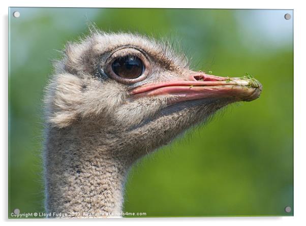 profile of ostrich Acrylic by Lloyd Fudge