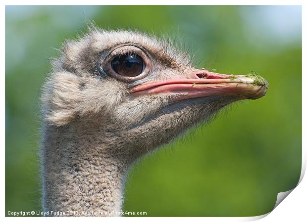 profile of ostrich Print by Lloyd Fudge