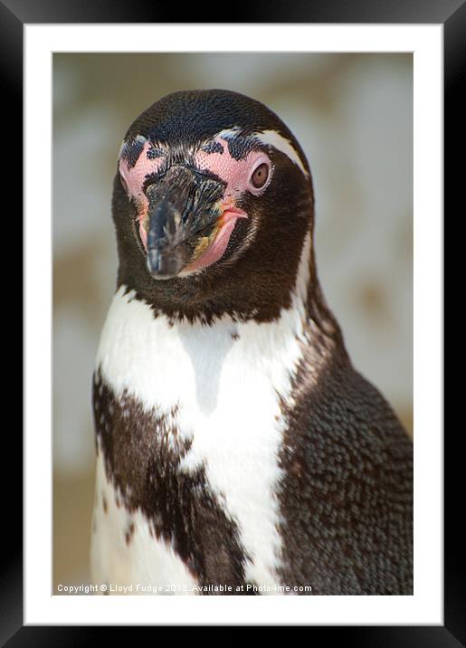 small penguin Framed Mounted Print by Lloyd Fudge