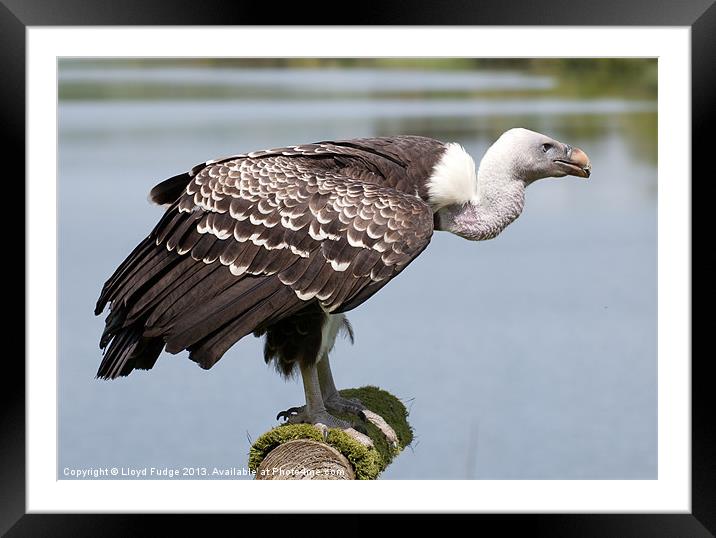 large vulture standing on perch Framed Mounted Print by Lloyd Fudge