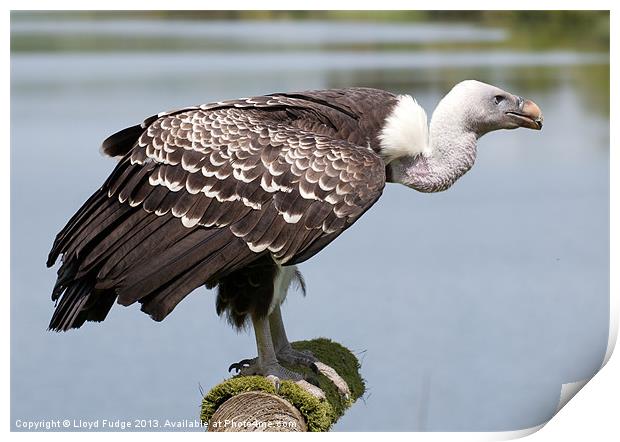 large vulture standing on perch Print by Lloyd Fudge