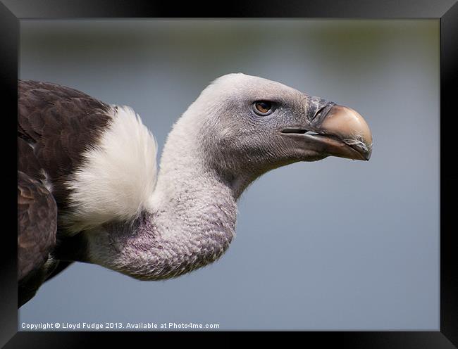 adult vulture Framed Print by Lloyd Fudge
