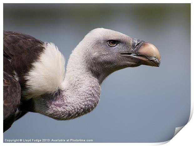 adult vulture Print by Lloyd Fudge