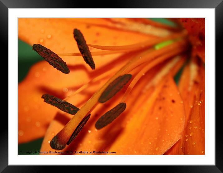Orange Lily Framed Mounted Print by Sandra Buchanan