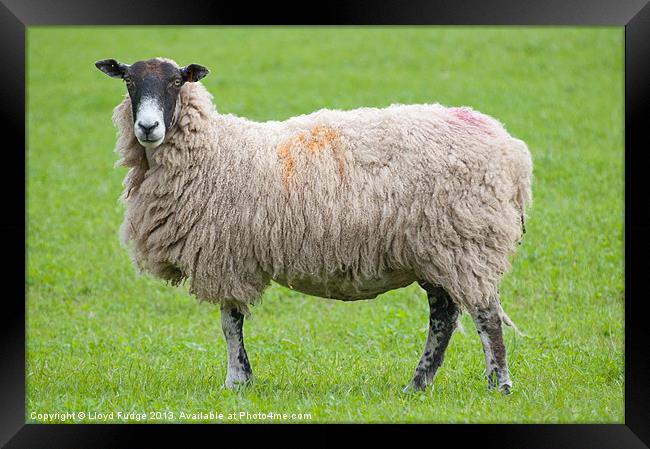 adult sheep stood in field Framed Print by Lloyd Fudge