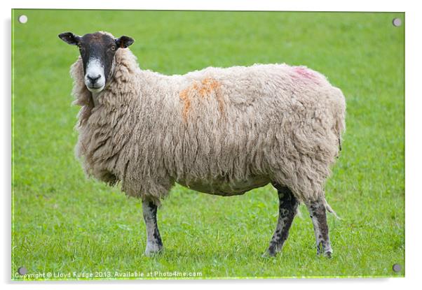 adult sheep stood in field Acrylic by Lloyd Fudge