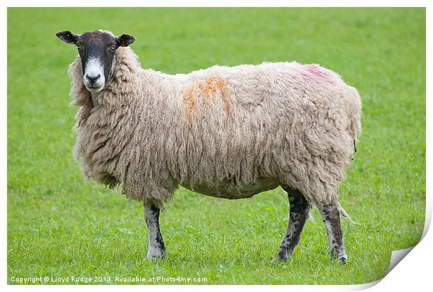 adult sheep stood in field Print by Lloyd Fudge