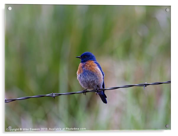 Bluebird on a Wire Acrylic by Mike Dawson