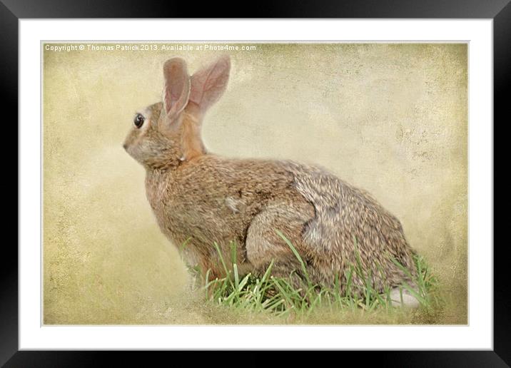 BROWN BUNNY Framed Mounted Print by Tom York