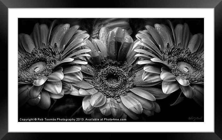 DAISY GREY 3 Framed Mounted Print by Rob Toombs