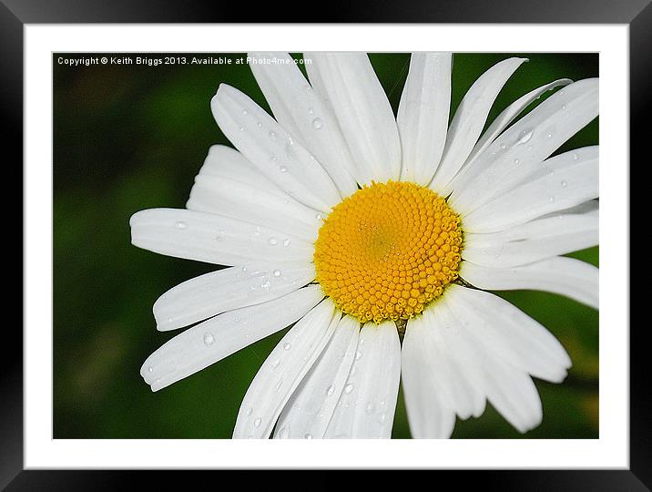 raindrop daisy Framed Mounted Print by Keith Briggs