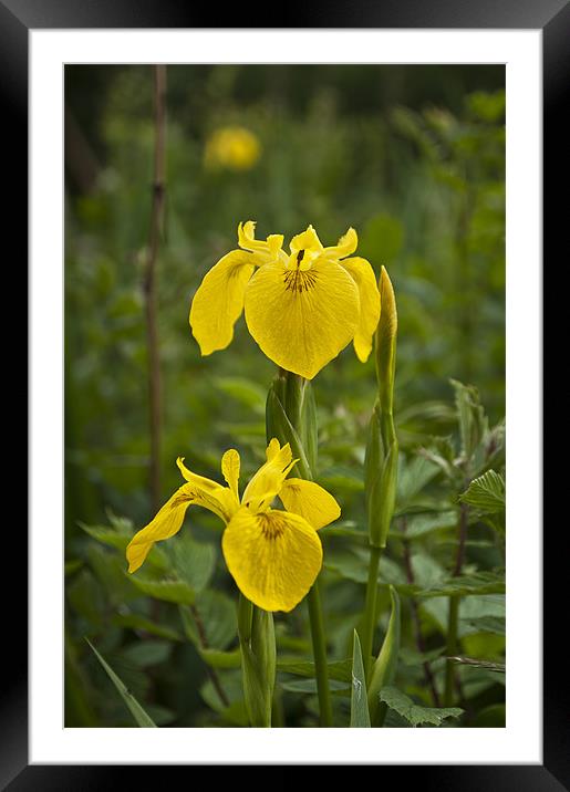 Yellow Iris Framed Mounted Print by Steve Purnell
